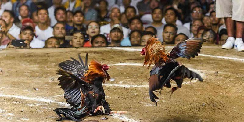 Đá Gà C1 – Sân Chơi Cá Cược Đá Gà Uy Tín, Tỷ Lệ Thưởng Cao